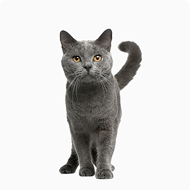 Pet Katrine